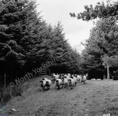 Shepherding, Gandale Moor